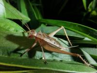 囜州州覀跰桦廻访左稌朊陑六叹我郾-im电竞在线入口